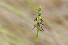 Genoplesium despectans