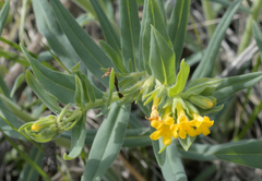 Lithospermum californicum