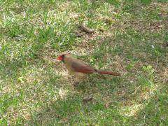 Cardinalis cardinalis