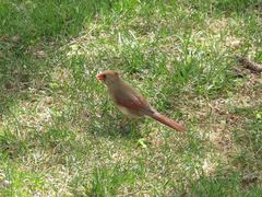 Cardinalis cardinalis