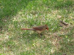 Cardinalis cardinalis