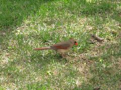 Cardinalis cardinalis