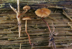 Galerina triscopa