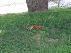 Cardinalis cardinalis