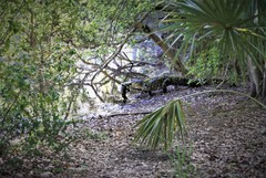 Alligator mississippiensis