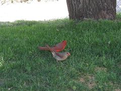 Cardinalis cardinalis