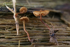 Galerina triscopa