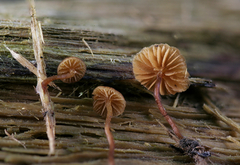 Galerina triscopa