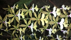 Epidendrum stamfordianum