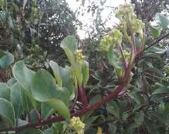 Pentacalia epiphytica