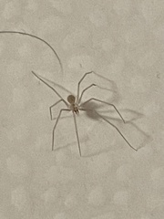 Spermophora senoculata