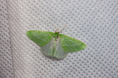 Synchlora faseolaria