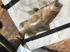 Epinephelus morio