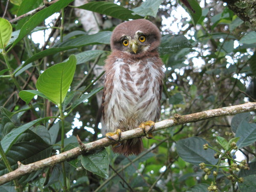 Ferruginous Pygmy-Owl