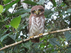 Ferruginous Pygmy-Owl photo 4