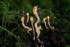 Pleurocordyceps