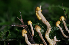 Pleurocordyceps