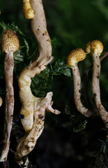 Pleurocordyceps