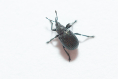 Omphalapion hookerorum