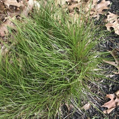 Carex tonsa