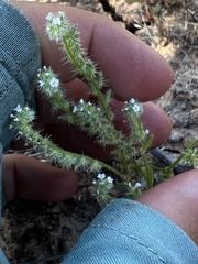 Cryptantha clevelandii