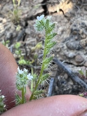 Cryptantha clevelandii