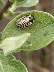 Calligrapha multipunctata