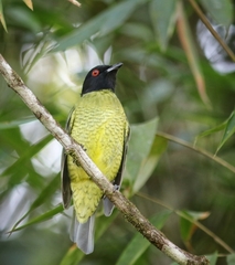 Carpornis melanocephala