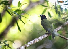 Carpornis melanocephala