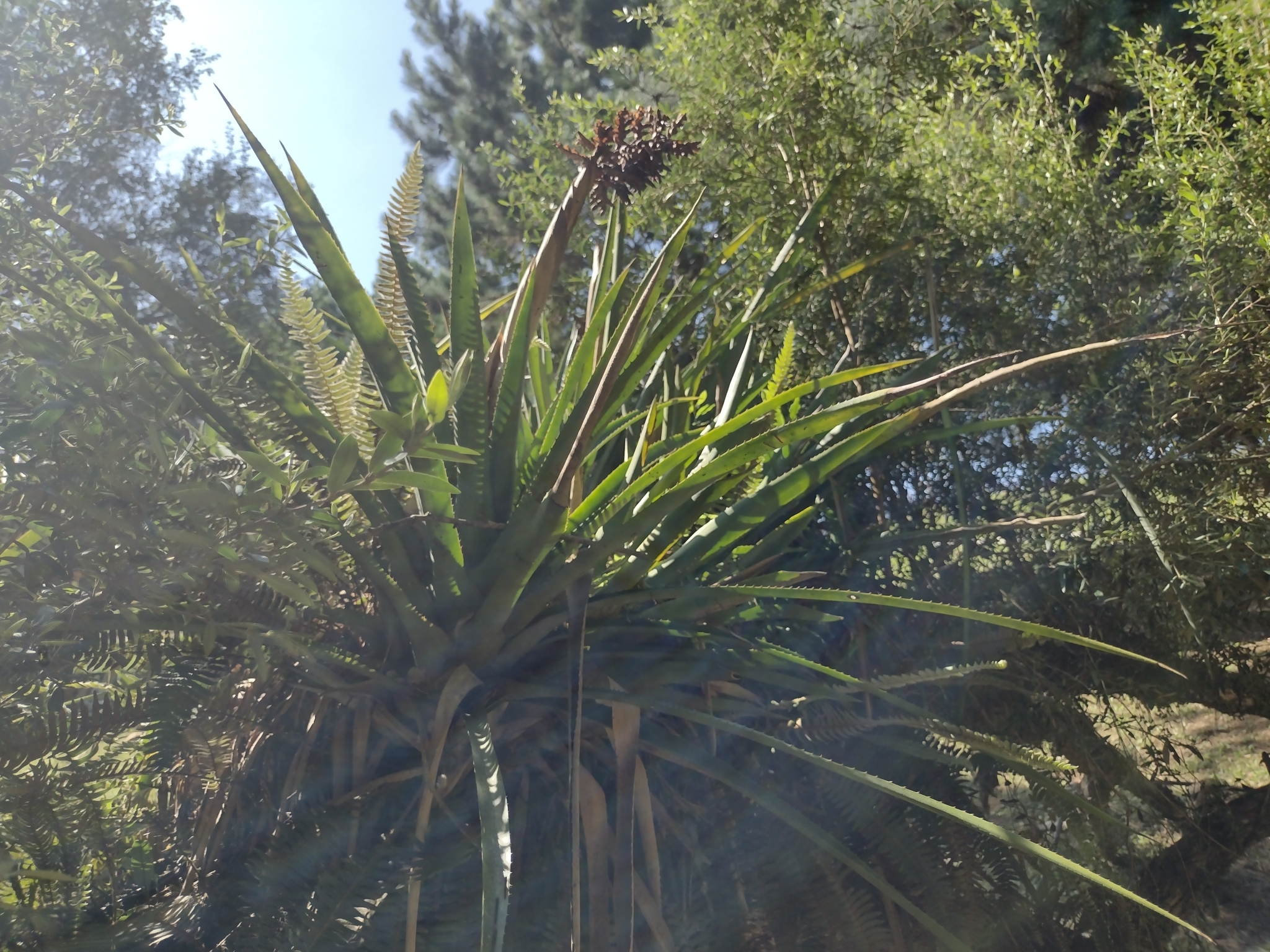 Aechmea distichantha