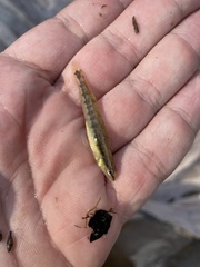 Percina nigrofasciata