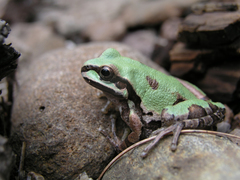 Hyla wrightorum