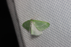 Synchlora faseolaria
