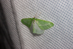 Synchlora faseolaria