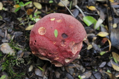Boletus loyita