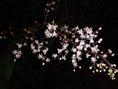 Maianthemum paniculatum