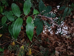 Maianthemum paniculatum