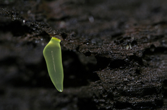 Gloeomucro dependens