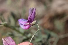 Lathyrus vestitus alefeldii