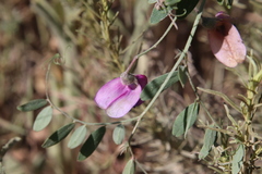 Lathyrus vestitus alefeldii