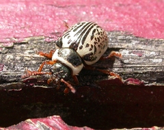 Calligrapha multipunctata