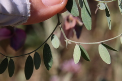 Lathyrus vestitus alefeldii