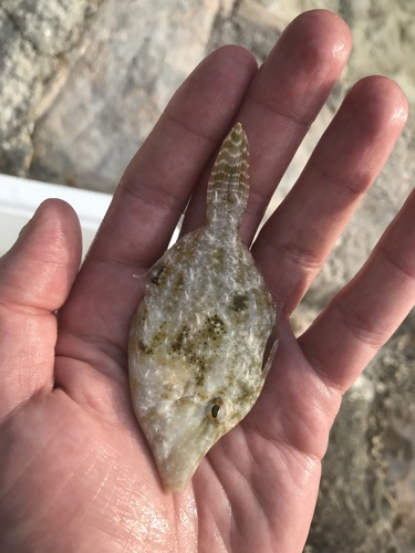 Gefranjerde vijlvis (Monacanthus ciliatus) — Monacanthidae — 3