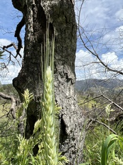 × triticosecale rimpaui