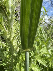 × triticosecale rimpaui