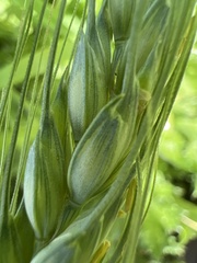 × triticosecale rimpaui