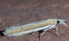 Pima albiplagiatella