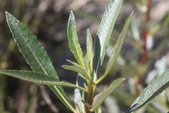 Eriodictyon trichocalyx