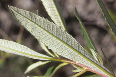 Eriodictyon trichocalyx