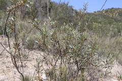 Eriodictyon trichocalyx